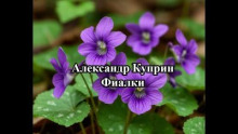 Фиалки